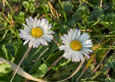 daisy in the garden