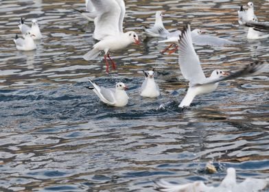 seagull on lake