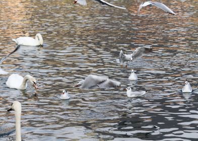 seagull on lake