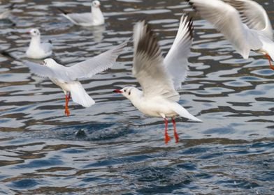 seagull on lake