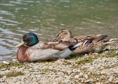 duck on lake 