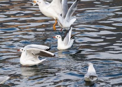 seagull on lake