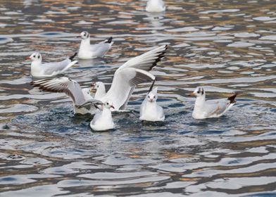 seagull on lake