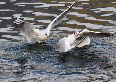 seagull on lake