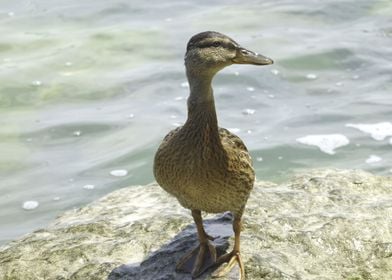 duck on lake 