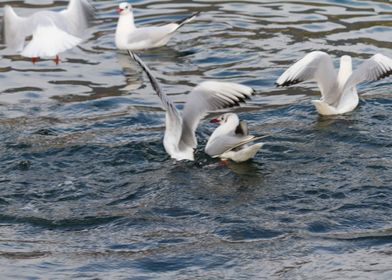 seagull on lake