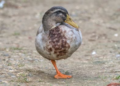 duck on lake 