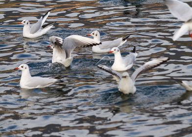 seagull on lake