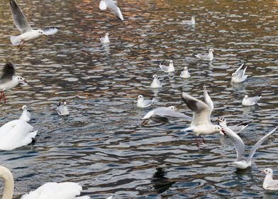 seagull on lake