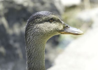 duck on lake 