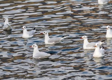 seagull on lake