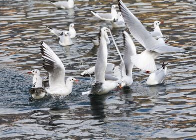 seagull on lake