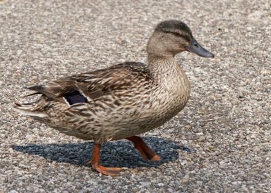 duck on lake 