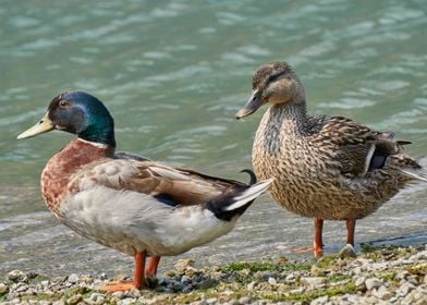 duck on lake 