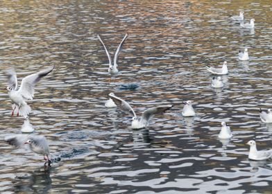 seagull on lake