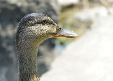 duck on lake 