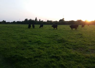Sunset Cows