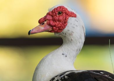 Muscovy duck 