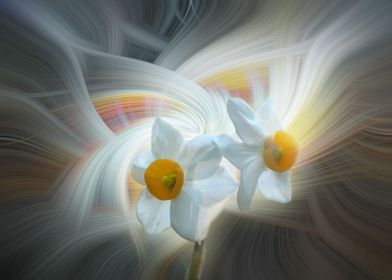 white daffodils twirl 3