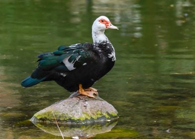 Muscovy duck on pond