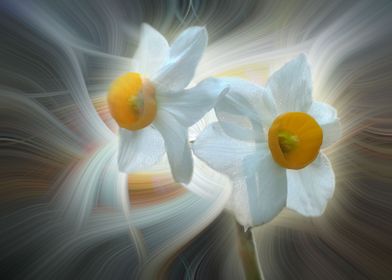 white daffodils twirl 1