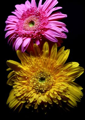 Flower in black background