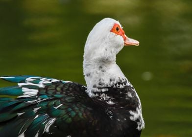 Muscovy duck on pond