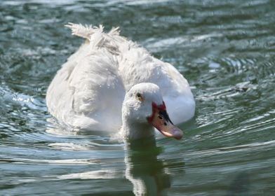 Muscovy duck on pond