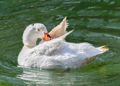 Muscovy duck 