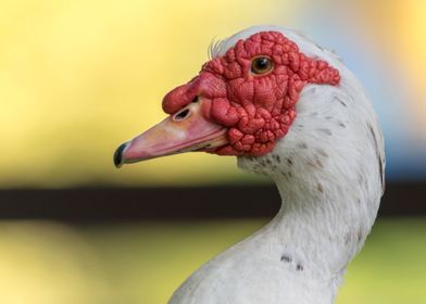 Muscovy duck 