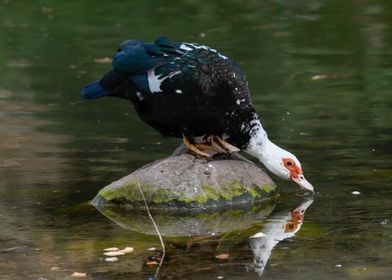 Muscovy duck on pond