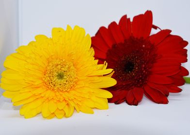 Flower in white background