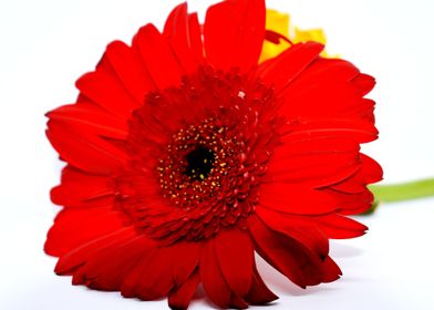 Flower in white background