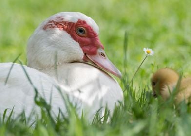 Muscovy duck