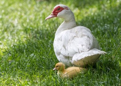 Muscovy duck