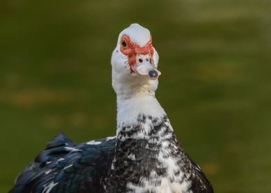 Muscovy duck on pond