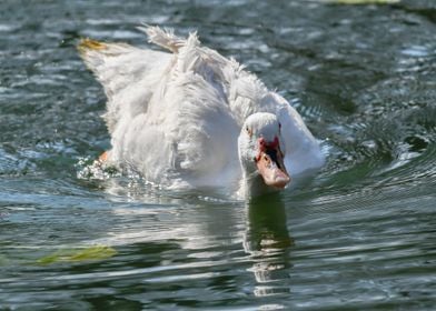 Muscovy duck on pond