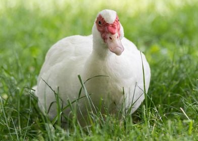 Muscovy duck 