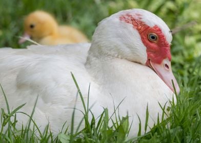 Muscovy duck