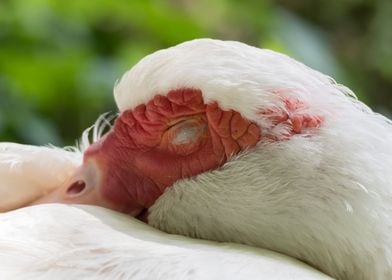 Muscovy duck