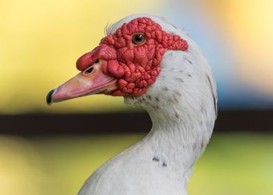 Muscovy duck 