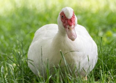 Muscovy duck 