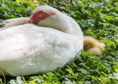 Muscovy duck 