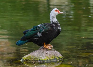 Muscovy duck on pond