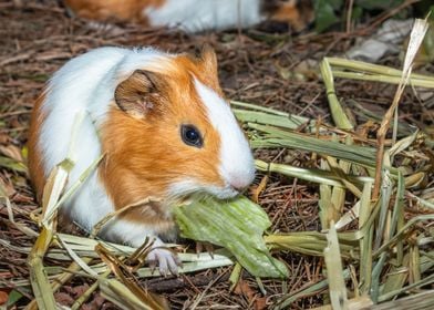 Guinea pigs eating 