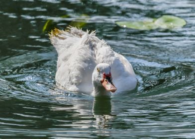 Muscovy duck on pond