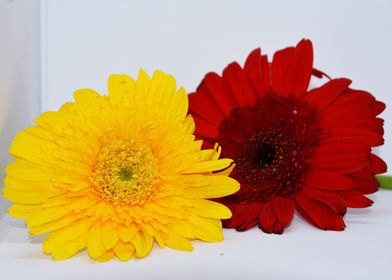 Flower in white background