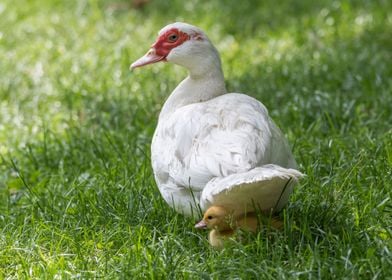 Muscovy duck 