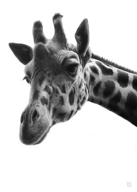 Face to face Giraffe