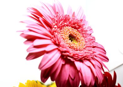 Flower in white background